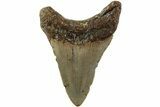Serrated, Fossil Megalodon Tooth - North Carolina #235434-1
